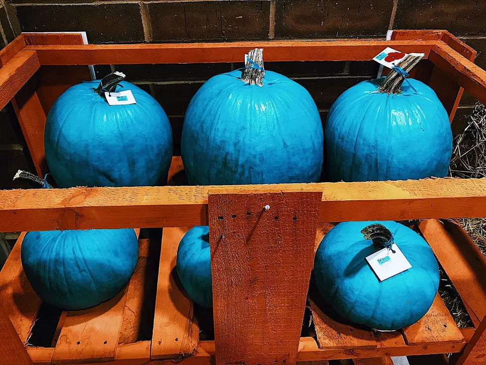 Why Are There Blue Pumpkins Being Sold In Rochester?