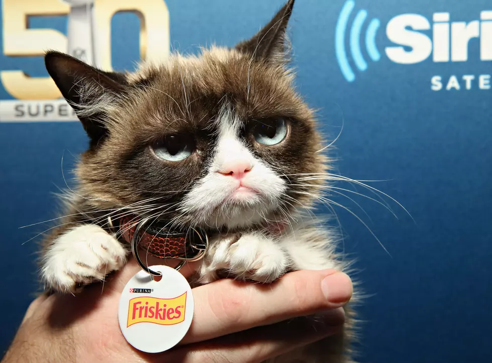 'Grumpy Cat' is Coming to the Mall of America