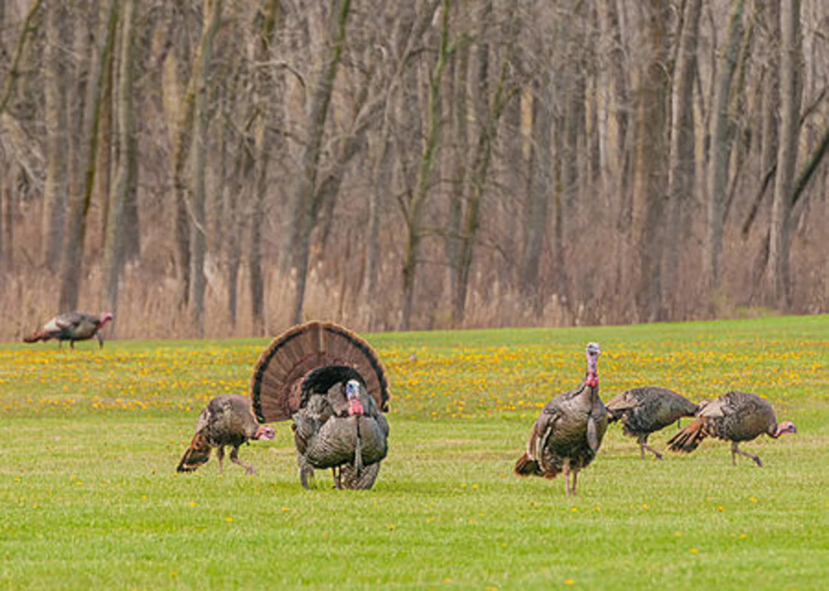 Five Minnesota Thanksgiving Turkey Facts You (Maybe) Didn't Know