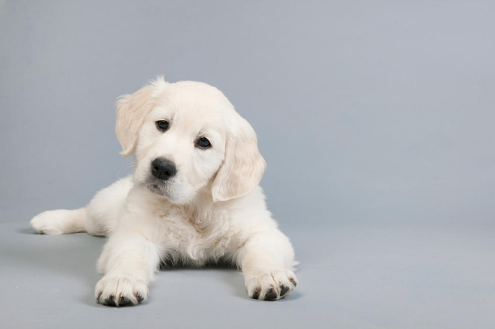 A Must-Read if You’re in the Market for a Puppy