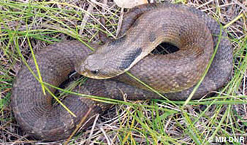 Zombie Snakes Are Real and Are in SE Minnesota!