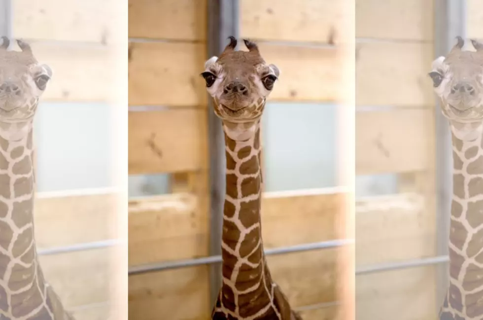 Baby Giraffe Born at Como Zoo