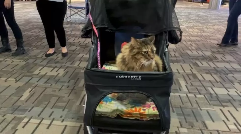 MSP Adds Cat Named Stitches to Help Stressed Passengers