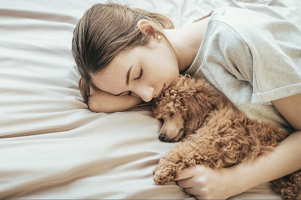 Hotel Lets You Foster a Four-Legged Friend During Your Stay