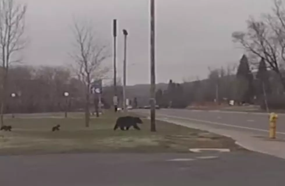 Police in Duluth Help Mama Bear and her Cubs Cross Busy Road