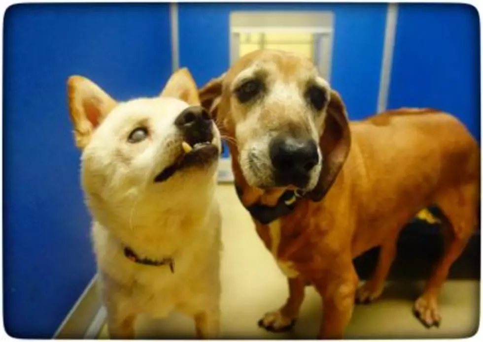 Blind Dog Up for Adoption in SE MN Has His Own Seeing-Eye Guide Dog