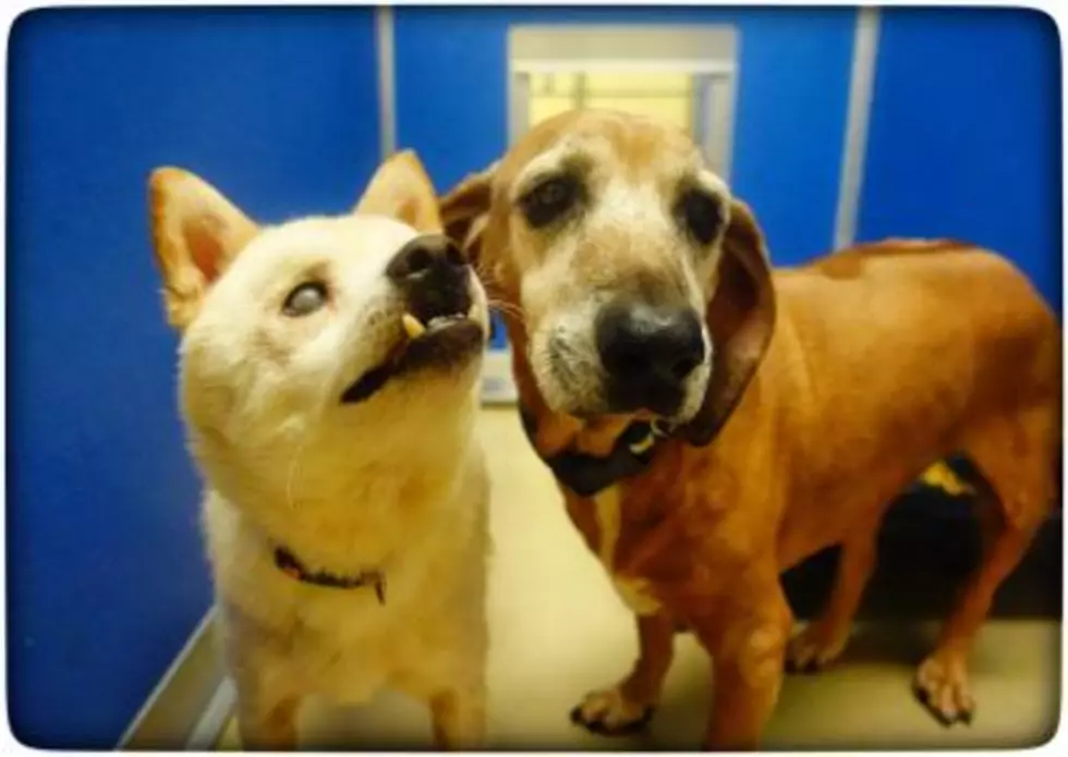 Blind Dog Up for Adoption in Rochester Has His Own Seeing-Eye Guide Dog