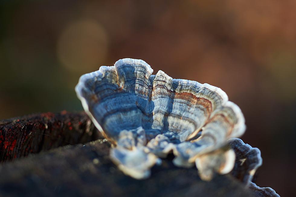 Take Your Kids to See ‘Seashells’ Growing on Trees in Rochester