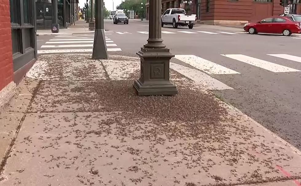 Why Were Mayflies Covering the Sidewalks of St. Paul, MN this Morning?