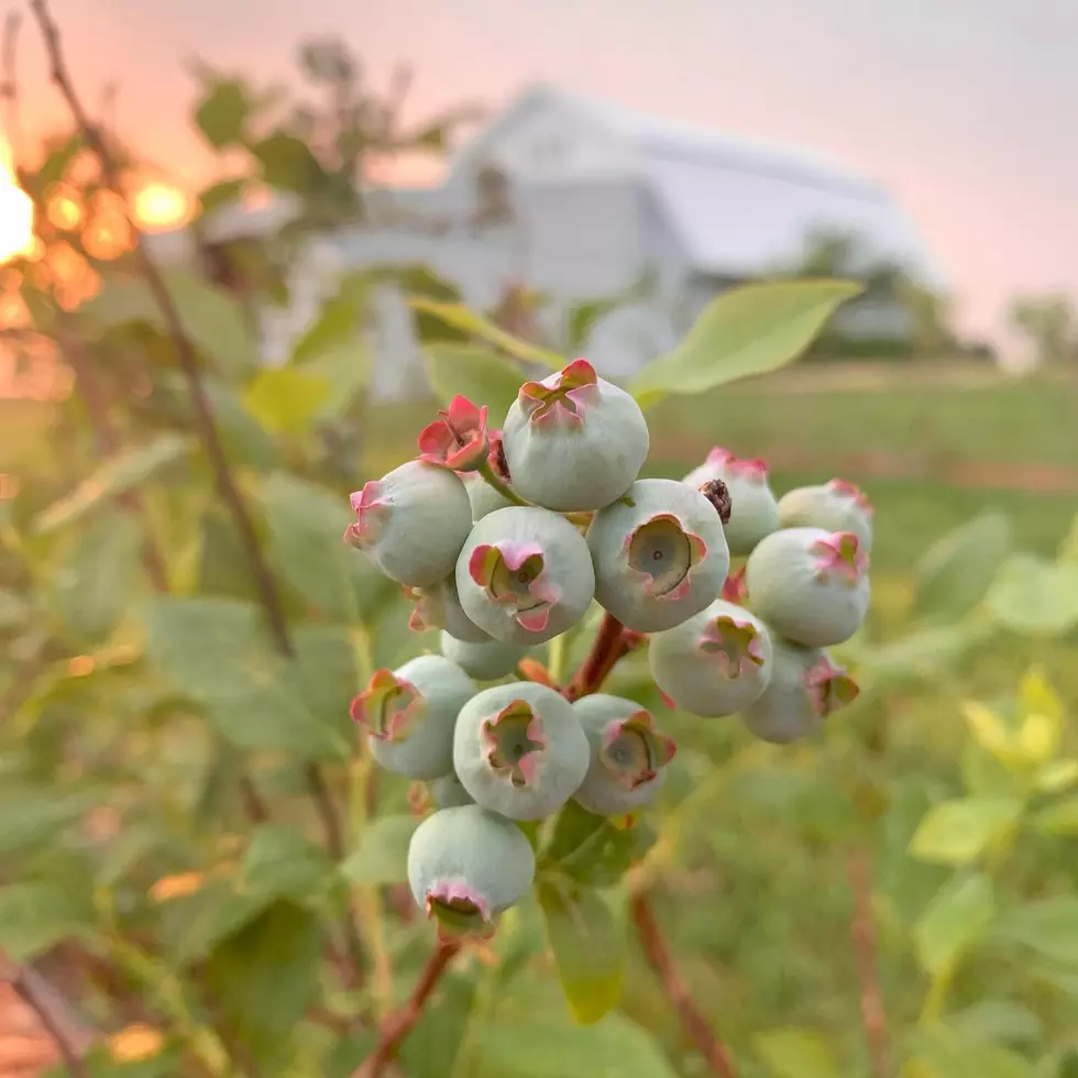 Where to Pick Delicious Blueberries Near Rochester
