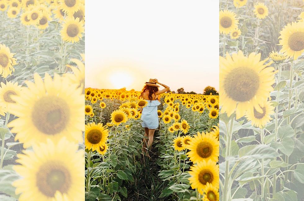 Stunning MN Sunflower Fields