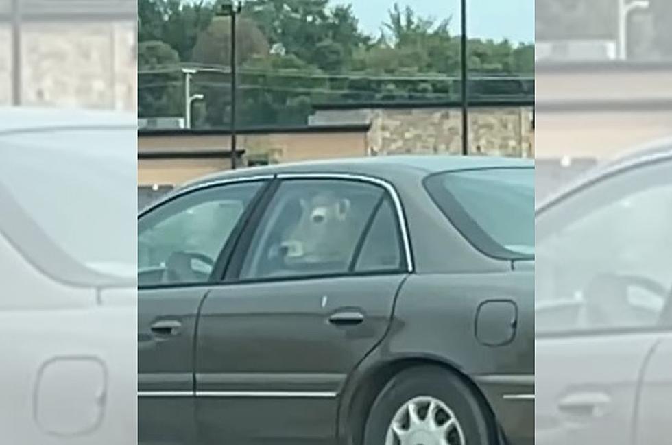 Cow Spotted in the Backseat of a Car in Wisconsin McDonald&#8217;s Drive-Thru [WATCH]