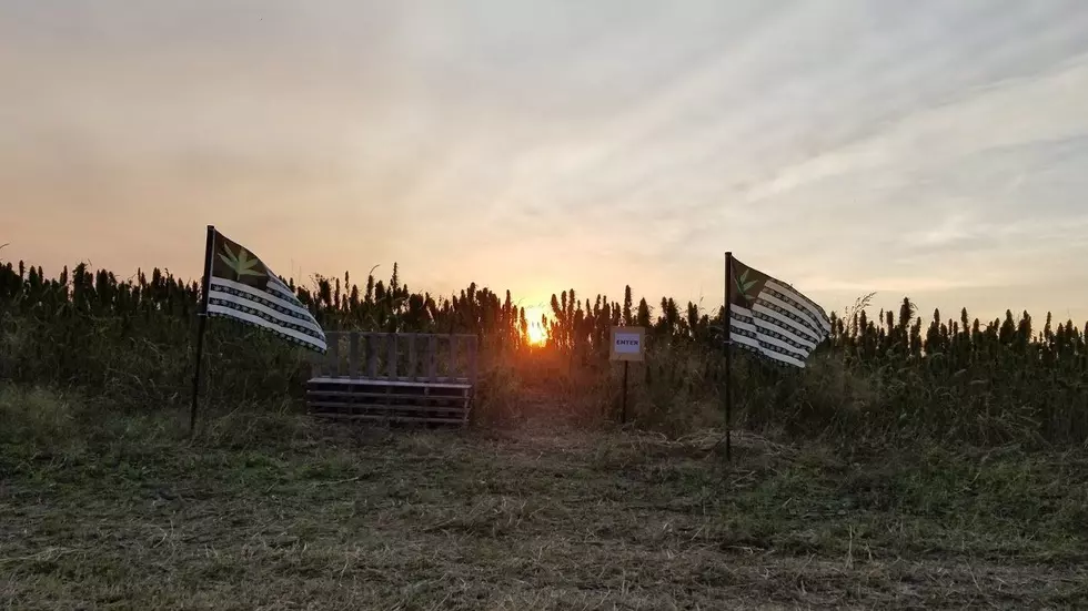 Credit: Hemp Maze MN