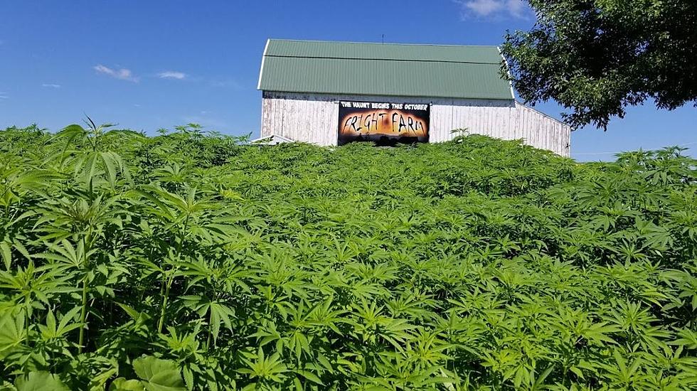 Visit Hemp Maze in Southeast MN