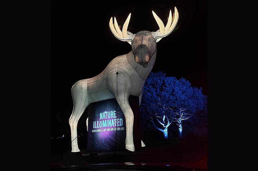 How to Score a Free Pass to the Minnesota Zoo’s Nature Illuminated