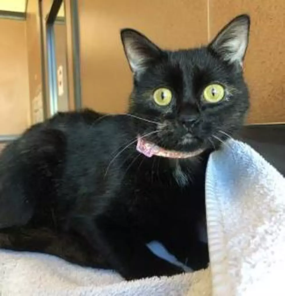 Paws and Claws Humane Society