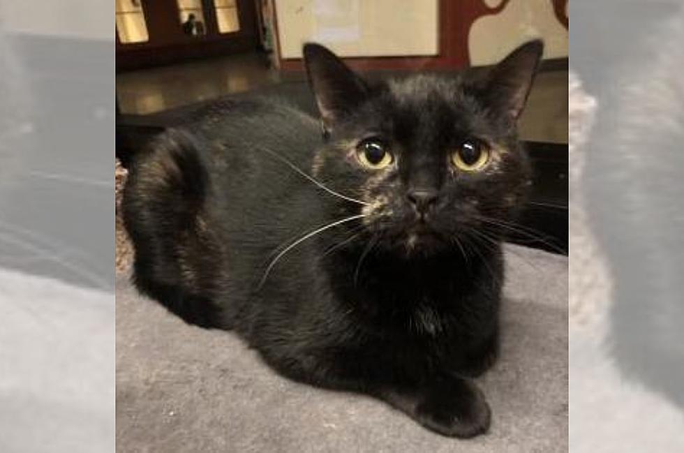 Rochester Cat Has Been Looking for Her Forever Home Since 2020