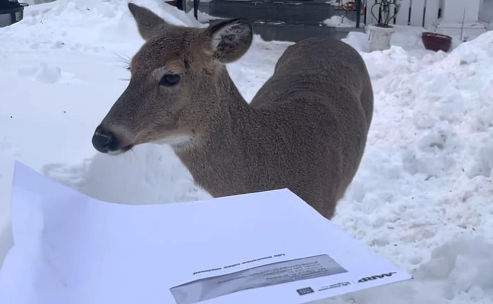 CAUGHT ON CAMERA! Duluth Mail Carrier Vs. Stubborn Deer