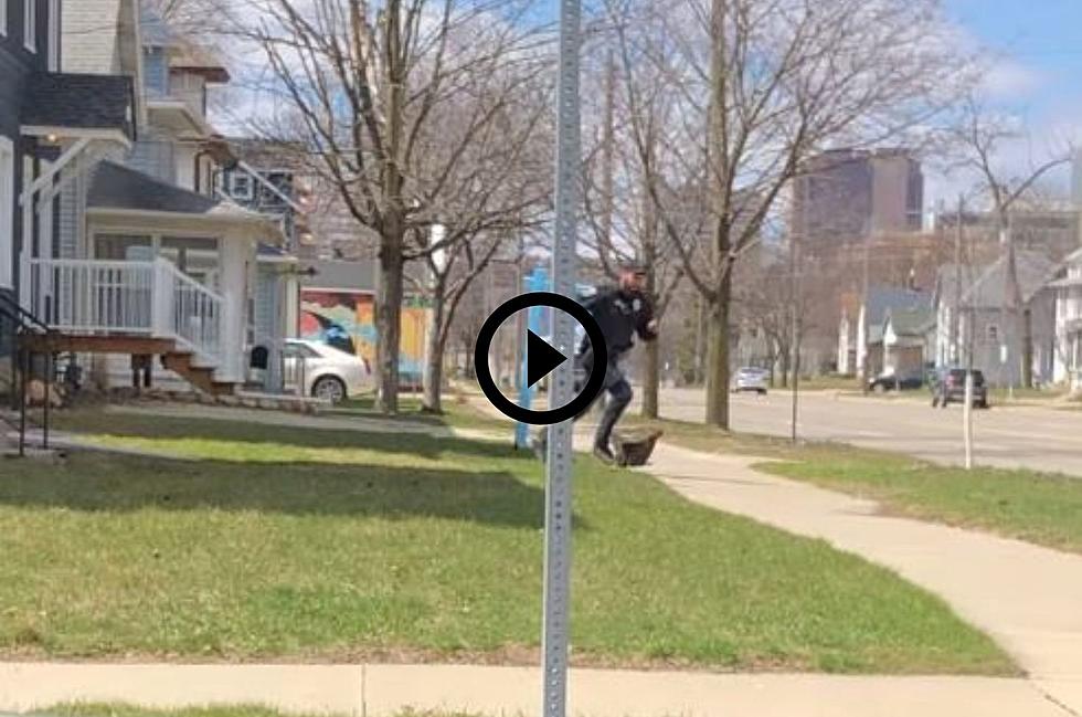 Minnesota Cop Hilariously Chases Chicken on the Loose [WATCH]