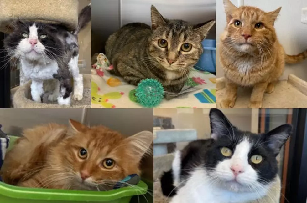 Five Special Need Cats in Rochester Searching For Forever Homes