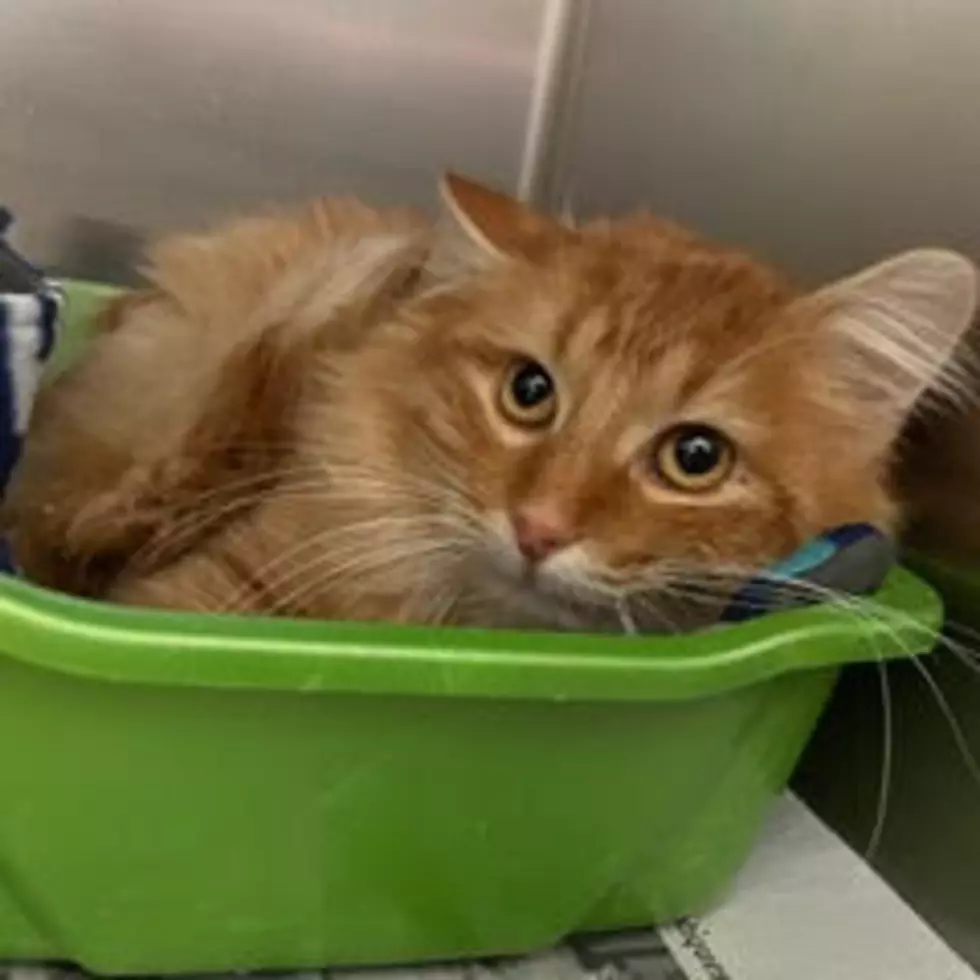 Paws and Claws Humane Society