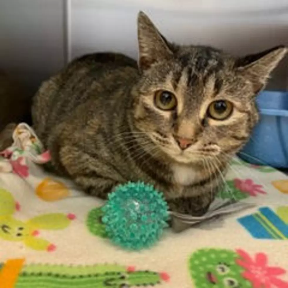 Paws and Claws Humane Society