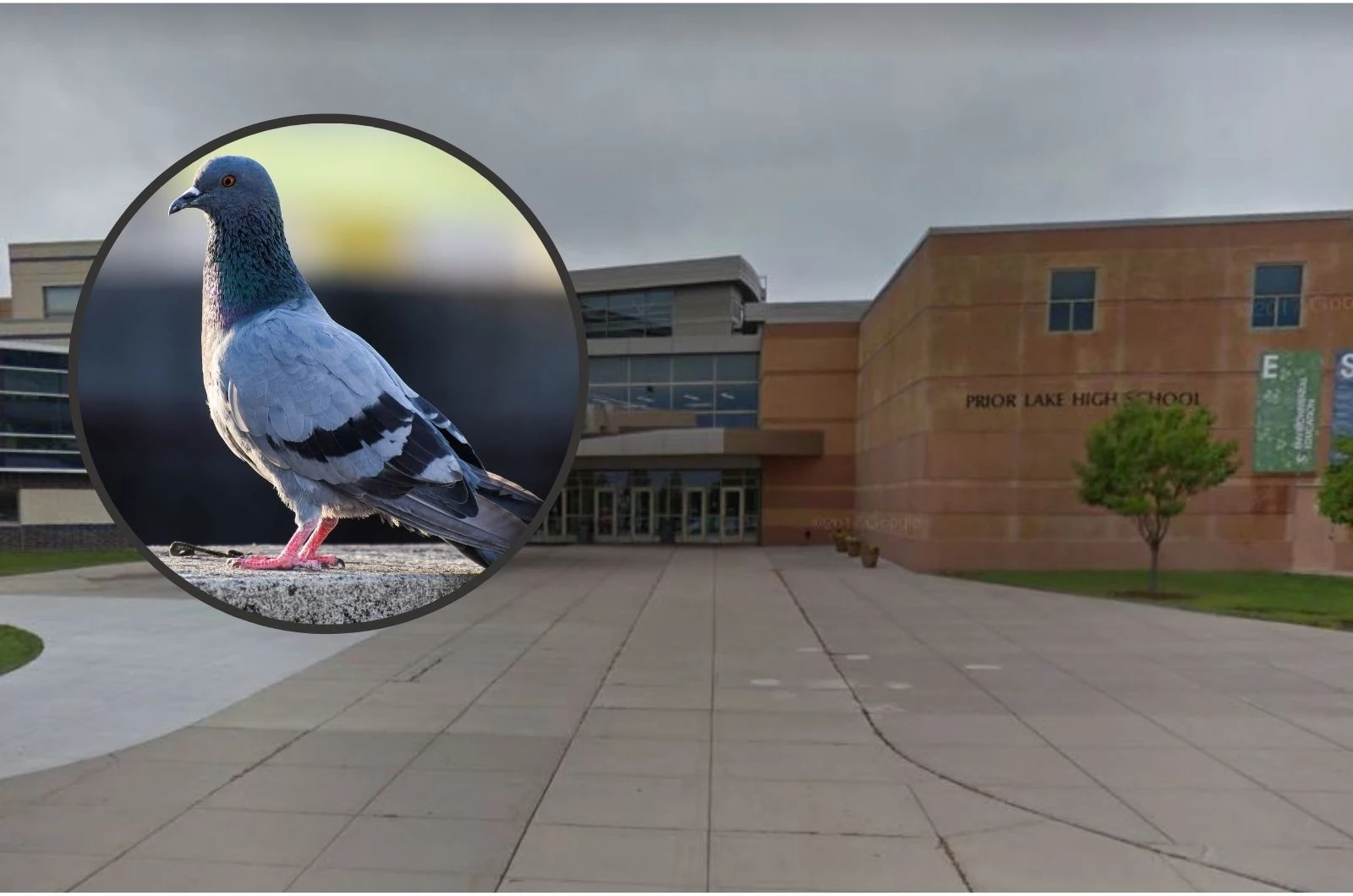 Prior Lake High School, MN Pigeon Senior Prank