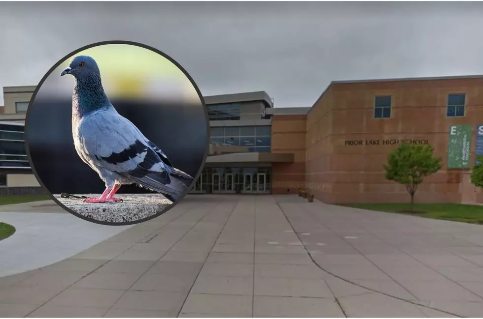 Pigeons Cause a Scene at Minnesota High School During Prank