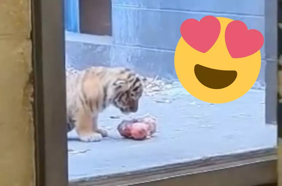 Adorable New Video Shows Minnesota Zoo Cub Trying New Food