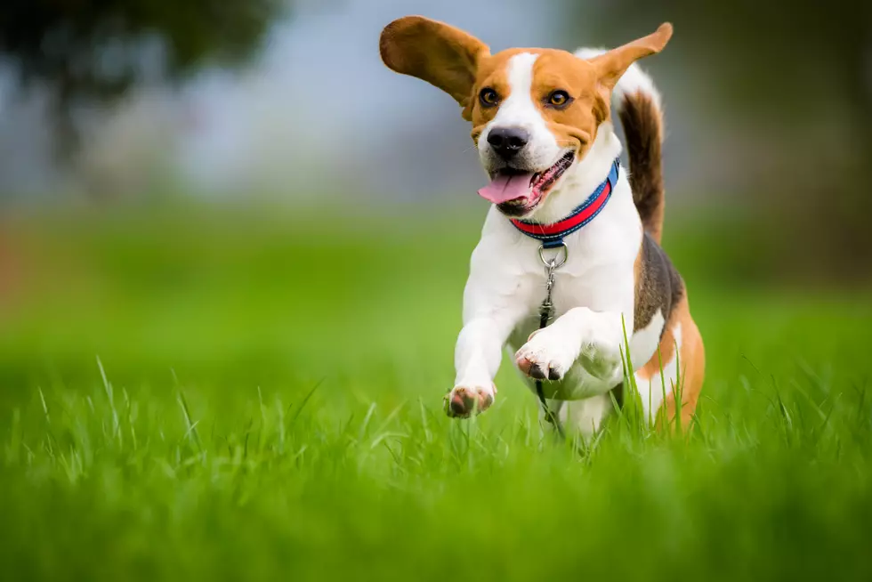 Incredible Indoor Dog Park, Restaurant, and Bar Now Open in Minnesota