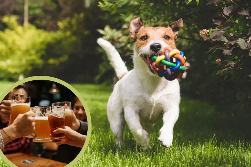 Enjoy Beer and Dogs at 2nd Annual Rochester Event this Weekend