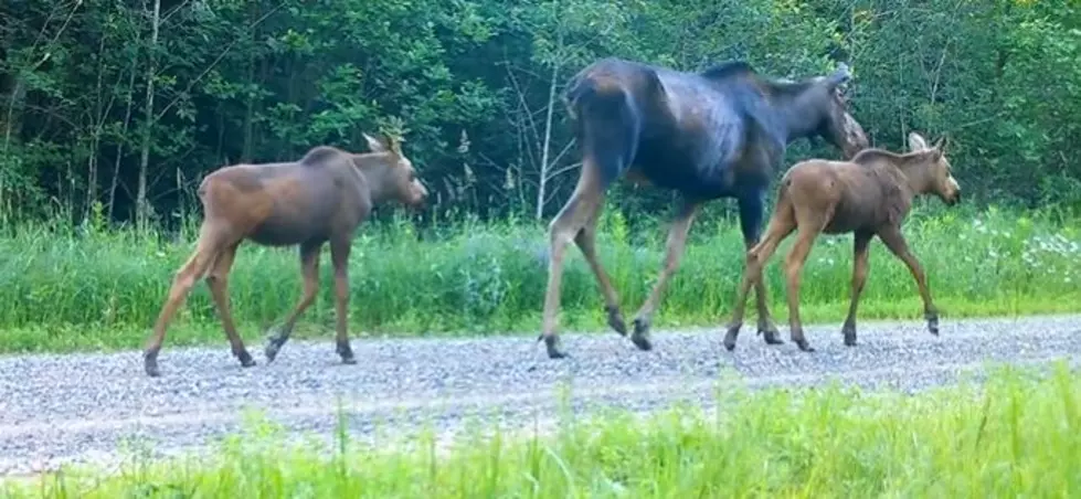 Mama Moose and Babies Caught on Camera at Minnesota Park