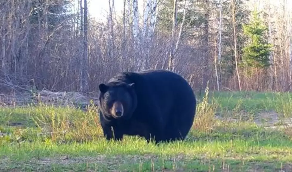Meet Minnesota’s ‘Chonkers from the Northwoods’ (VIDEO)