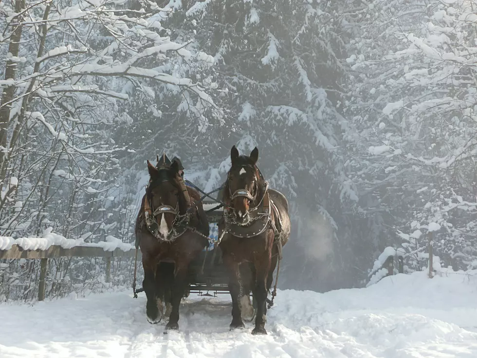 Horse-Drawn Sleigh Rides are Back in Rochester this Holiday Season