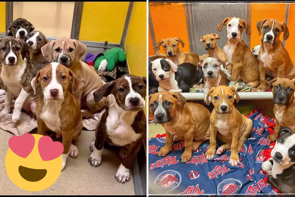 50+ Puppies at Rochester Animal Rescue, Here&#8217;s How to Help