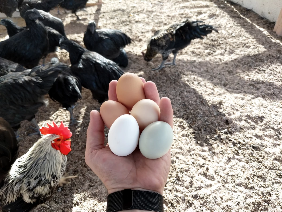 Eggs from local SE MN farmers cost the same as those bought in stores