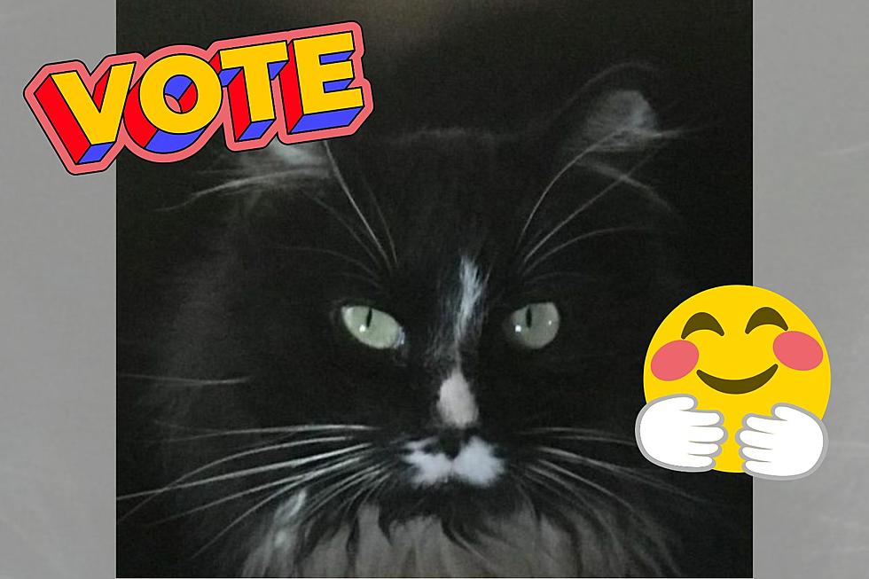 Last Chance to Vote for Austin Cat as ‘America’s Favorite Pet’