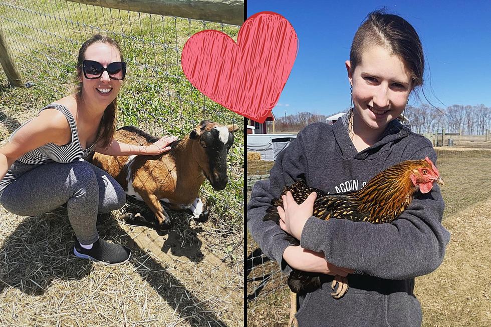 Hang Out with Adorable Animals at SE MN Animal Sanctuary