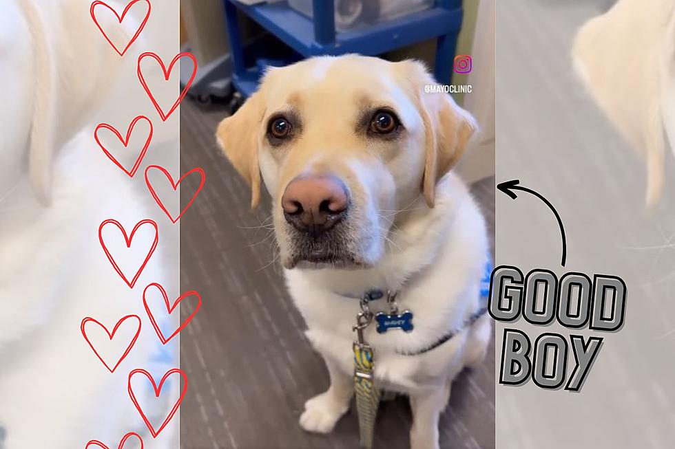 Meet the Adorable Dog You Might See While Visiting Mayo Clinic