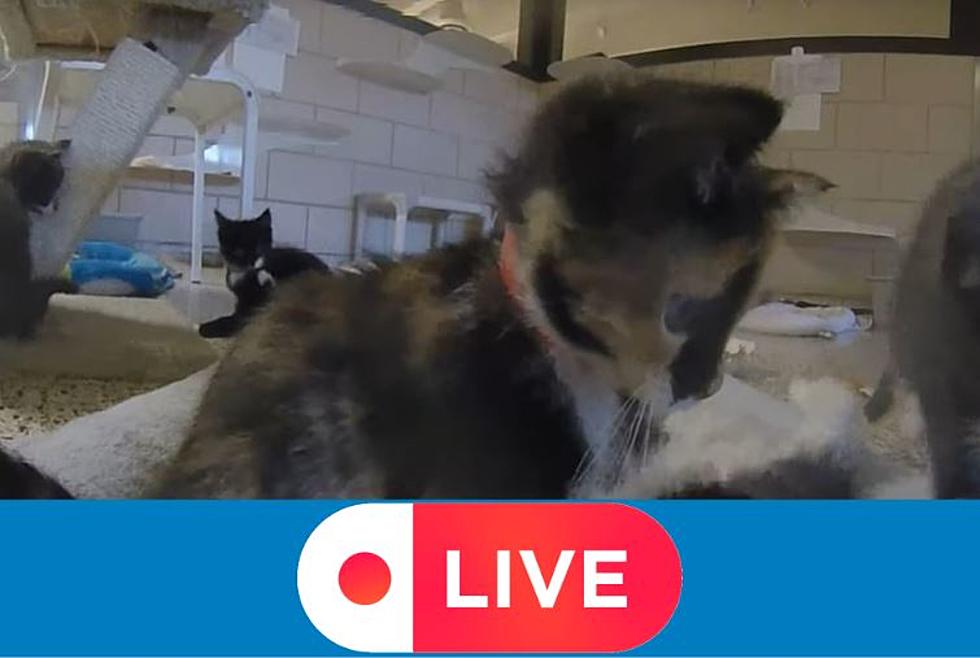 Minnesota Animal Rescue Breaks the Internet with 24-Hour Kitten Cam