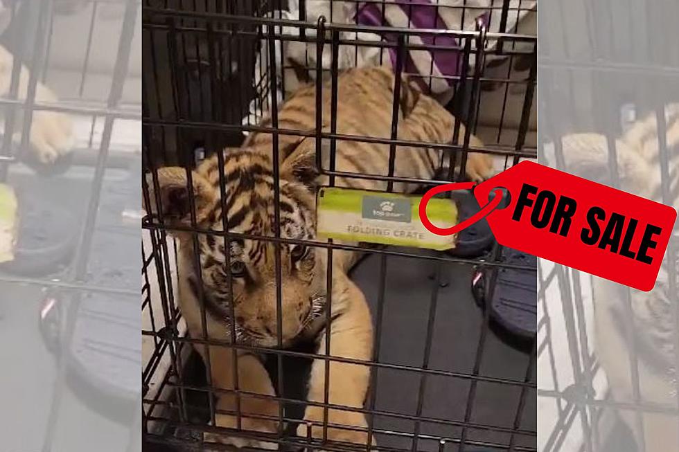 Tiger Cub Listed for Sale on Facebook Rescued, Coming to Minnesota