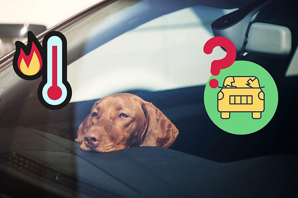 Can You Legally Break a Car Window to Save a Dog on a Hot Minnesota Day?