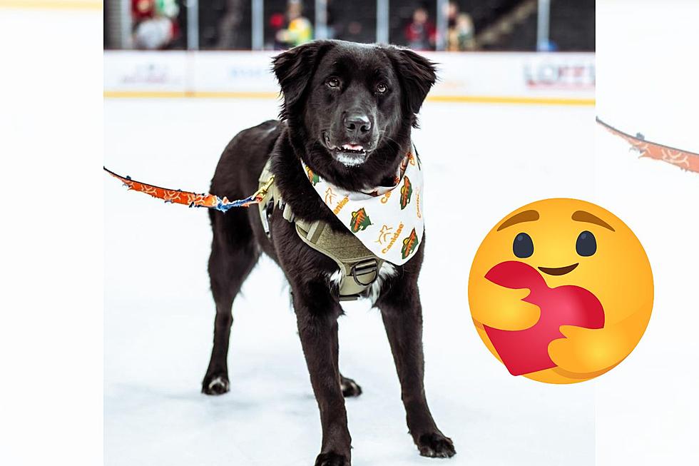 Minnesota Wild is Sending Their Team Puppy to Veteran in Need