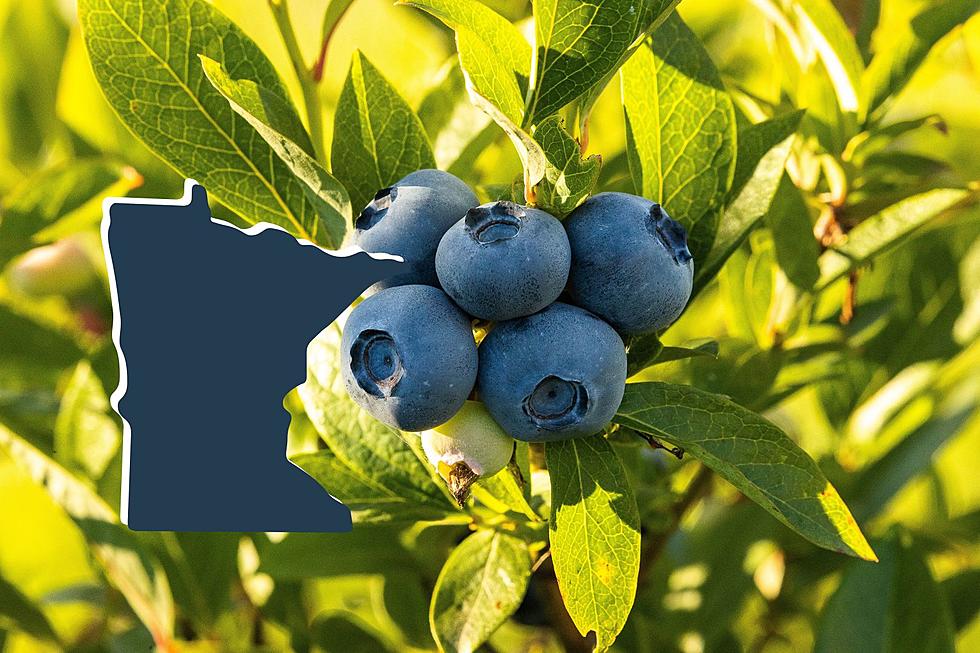 Where You Can Pick Delicious Blueberries in Southeast Minnesota
