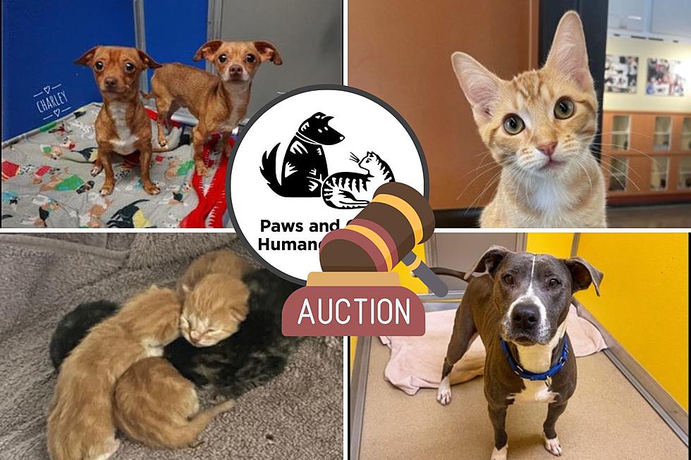 Help Rochester Animals in Need at this Fun-Filled Auction Event