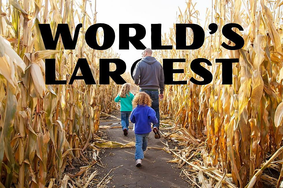 Minnesota is Home to the Largest Corn Maze in the World