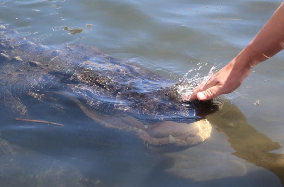 Can You Really Swim With Alligators In This Minnesota Town?