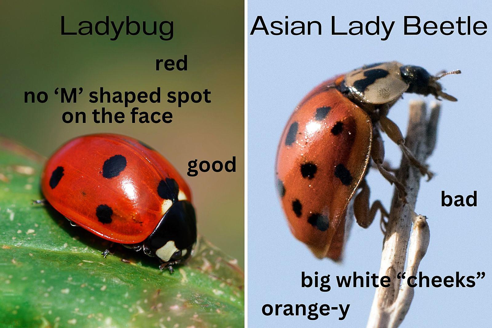 Know the Differences Between Ladybugs and Lady Beetles in MN