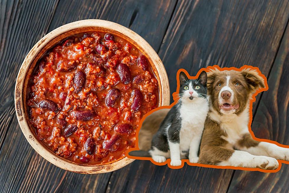 Chili with a Heart: Chili Fundraiser for Rochester Animal Rescue