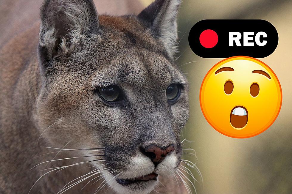 Rare Cougar Sighting in Minneapolis, What the DNR Has to Say